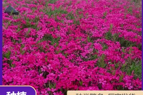 丛生福禄考 芝樱 耐寒地被花卉 园林花坛种植