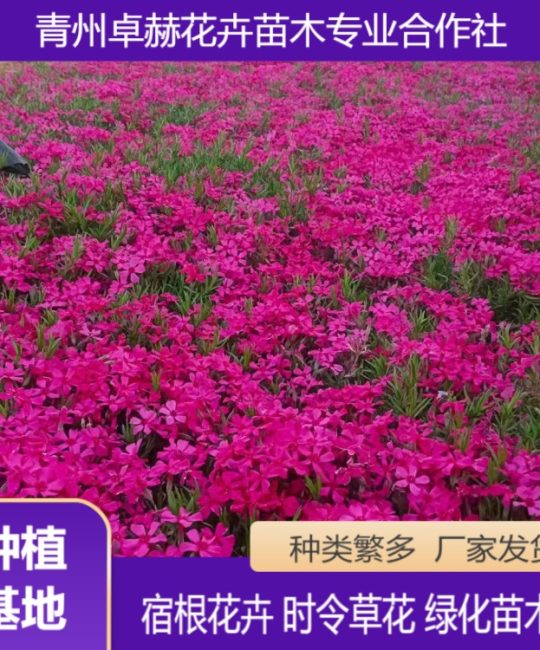 丛生福禄考 芝樱 耐寒地被花卉 园林花坛种植
