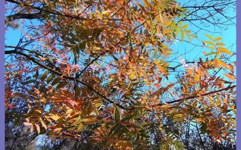黄连木 20cm地径落叶乔木 园林绿化行道树