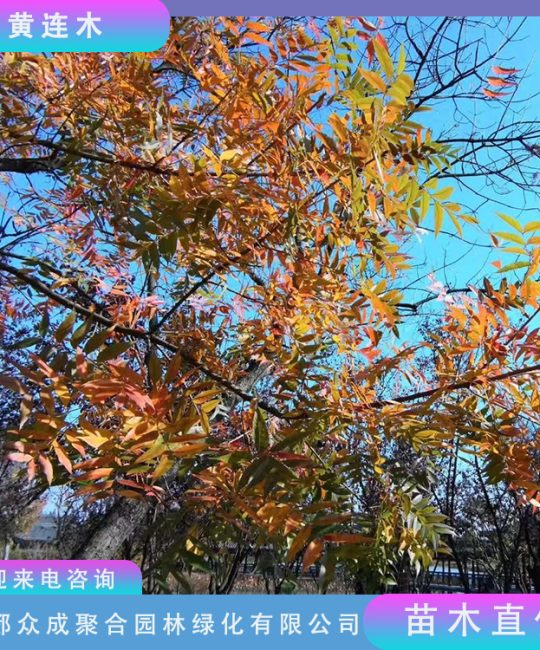 黄连木 20cm地径落叶乔木 园林绿化行道树