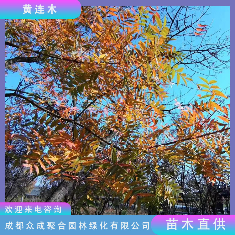 黄连木 20cm地径落叶乔木 园林绿化行道树