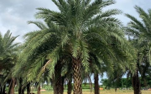 中东海枣树丛生移植苗 4米高20cm地径 公园庭院行道树景观