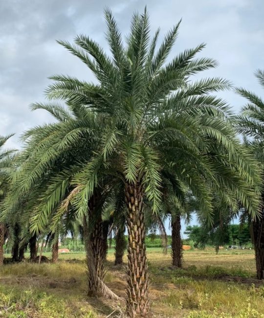 中东海枣树丛生移植苗 4米高20cm地径 公园庭院行道树景观