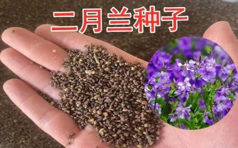 二月兰种子：耐寒宿根地被花卉，春季花坛绿化首选