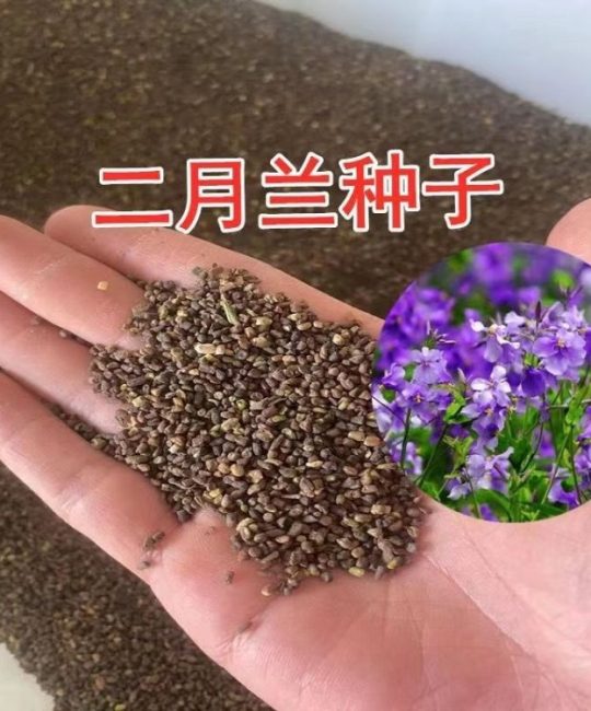 二月兰种子：耐寒宿根地被花卉，春季花坛绿化首选