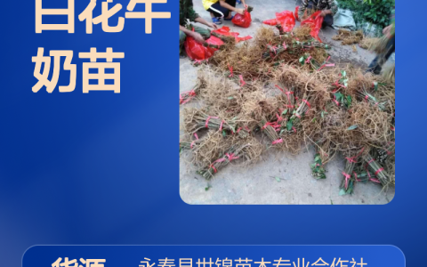 诚品苗圃细叶白花牛奶树苗 4cm地径常绿垂枝型中原地区园林种植