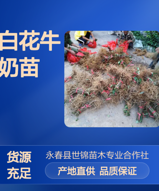 诚品苗圃细叶白花牛奶树苗 4cm地径常绿垂枝型中原地区园林种植