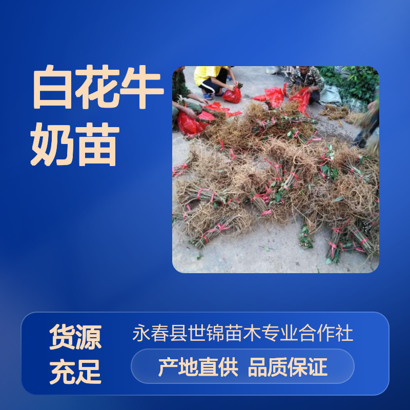 诚品苗圃细叶白花牛奶树苗 4cm地径常绿垂枝型中原地区园林种植