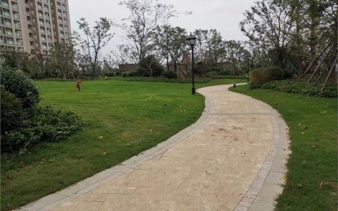 诚品苗圃四季青披碱草结缕草种子 多年生护坡固土草种