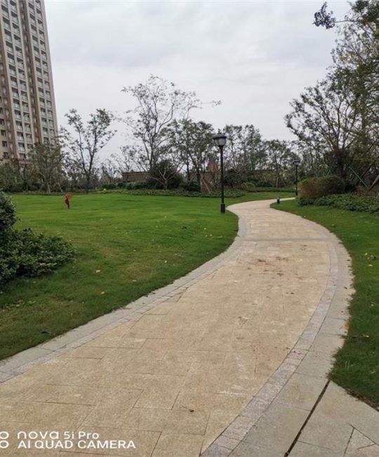 诚品苗圃四季青披碱草结缕草种子 多年生护坡固土草种