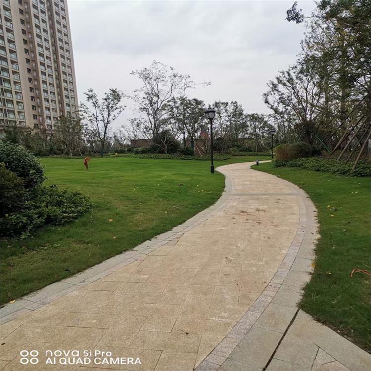 诚品苗圃四季青披碱草结缕草种子 多年生护坡固土草种