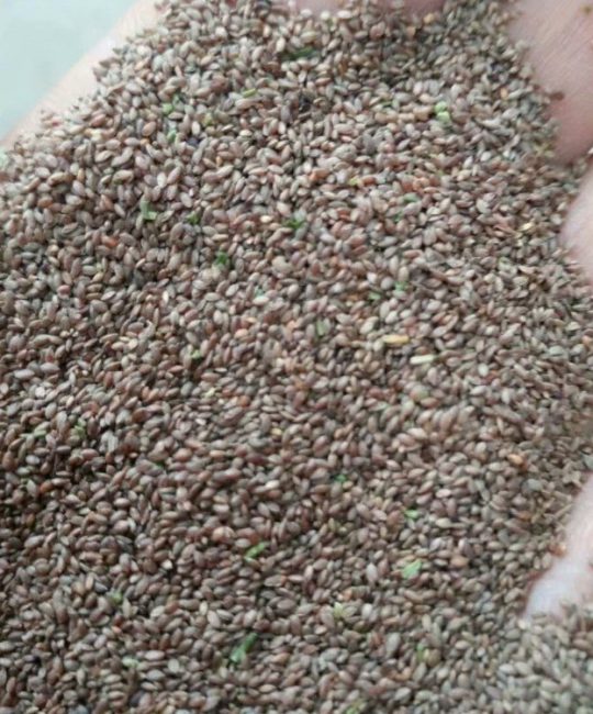 诚品苗圃脱壳狗牙根种子：高纯度草坪与边坡绿化专用种源