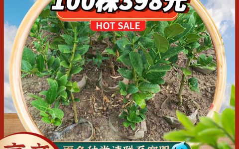 佛手苗 2年苗 露地药材种植