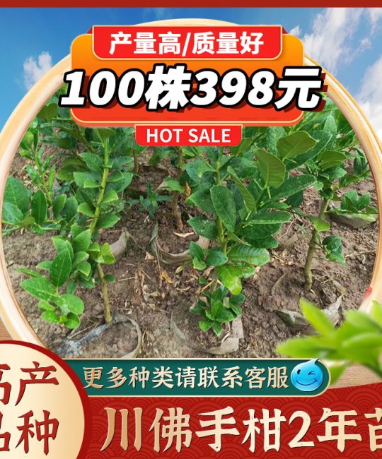 佛手苗 2年苗 露地药材种植