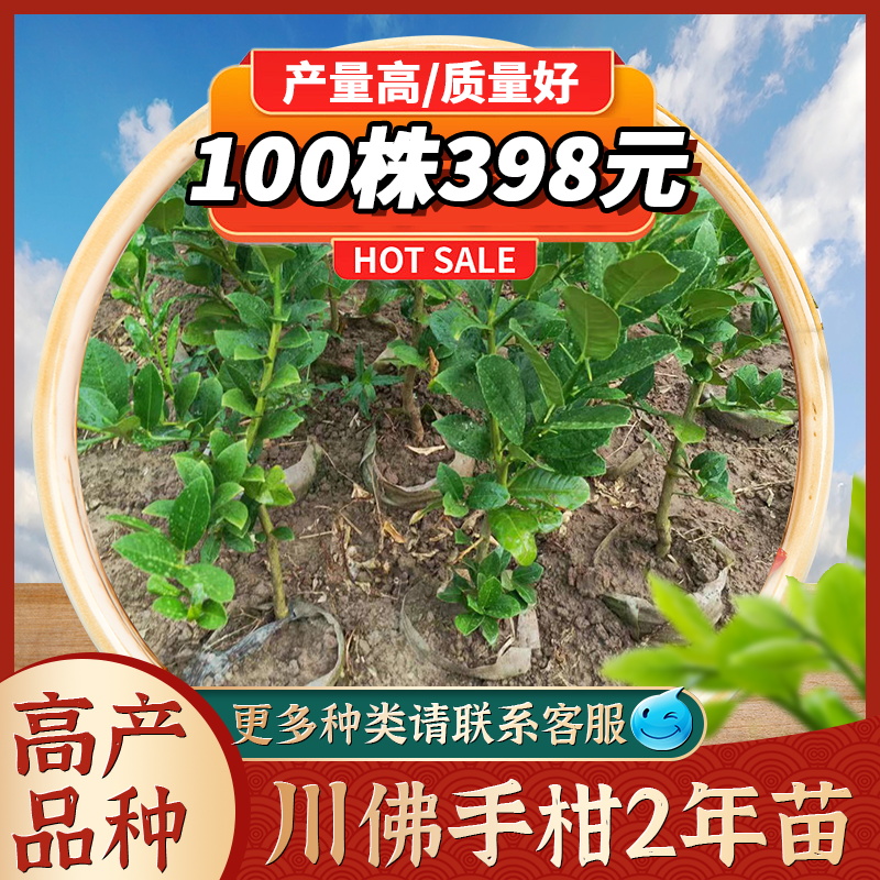 佛手苗 2年苗 露地药材种植