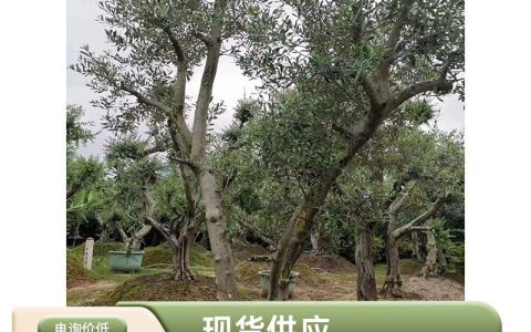 诚品苗圃精品西班牙油橄榄树 3-4米高 40公分头 造型桩景