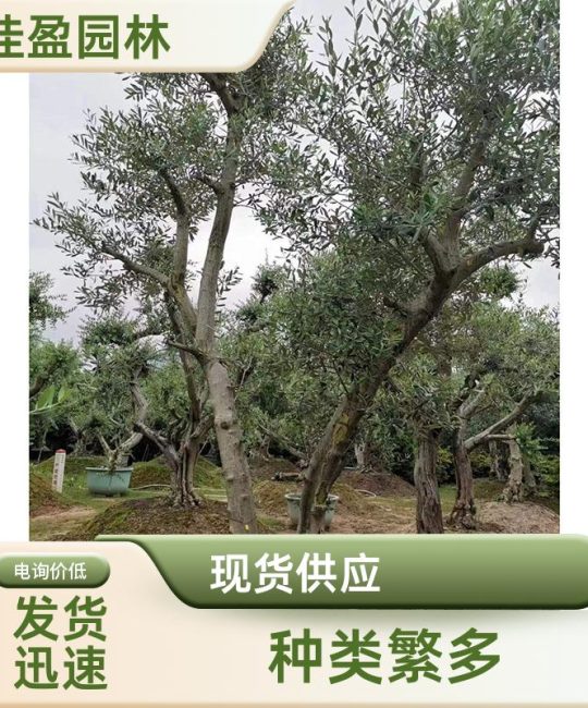 诚品苗圃精品西班牙油橄榄树 3-4米高 40公分头 造型桩景