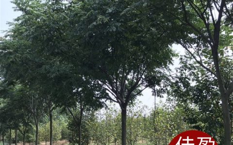 黄山栾树 6米高龙枝型风景树诚品苗圃供应