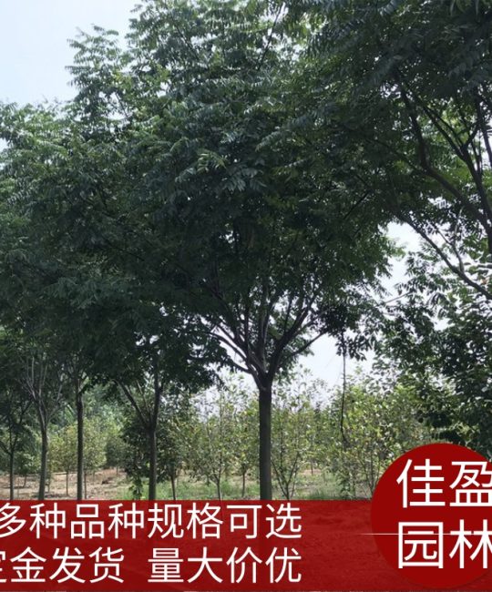 黄山栾树 6米高龙枝型风景树诚品苗圃供应