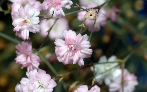 诚品苗圃供应满天星绿化造景工程苗，5月盛花期多色系