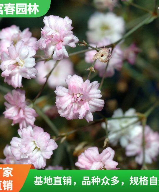 诚品苗圃供应满天星绿化造景工程苗，5月盛花期多色系