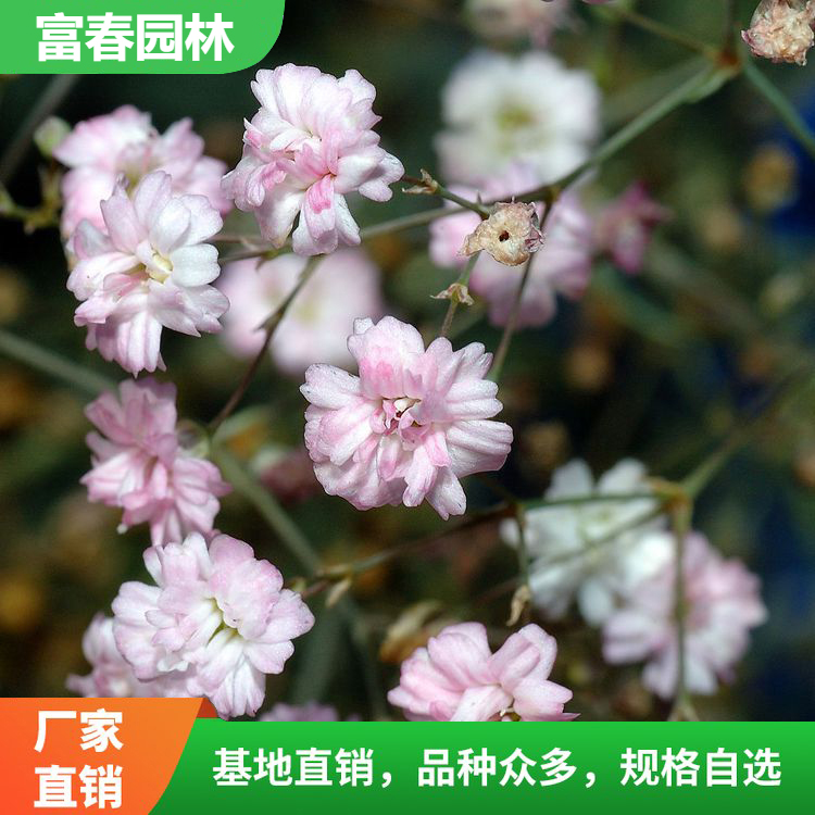 诚品苗圃供应满天星绿化造景工程苗，5月盛花期多色系