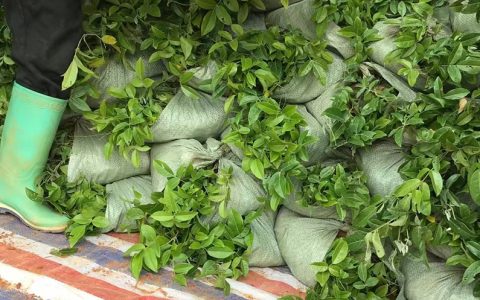诚品苗圃一级牛大力种苗 土培常温绿植 99%成活率种植指导