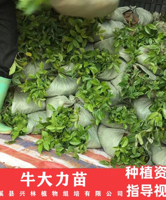 诚品苗圃一级牛大力种苗 土培常温绿植 99%成活率种植指导