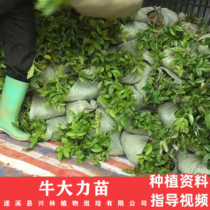 诚品苗圃一级牛大力种苗 土培常温绿植 99%成活率种植指导