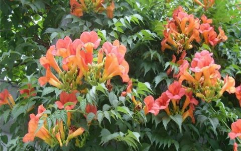 凌霄 6cm地径攀援藤本植物，墙体绿化与棚架绿化首选