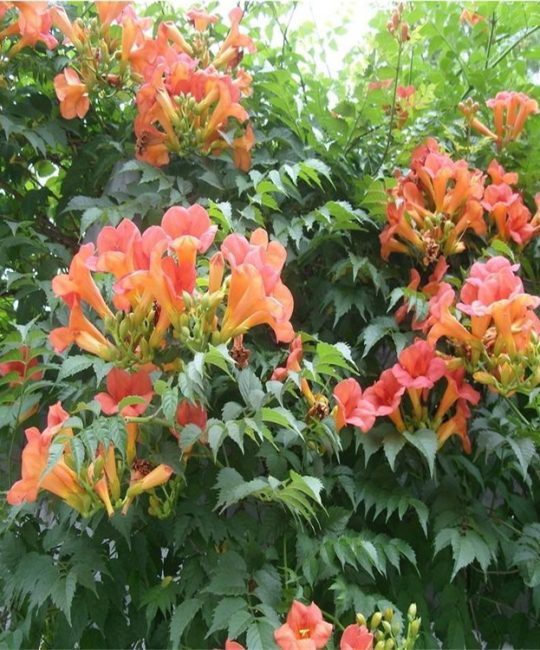 凌霄 6cm地径攀援藤本植物，墙体绿化与棚架绿化首选