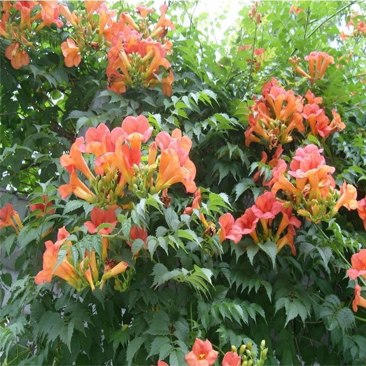 凌霄 6cm地径攀援藤本植物，墙体绿化与棚架绿化首选