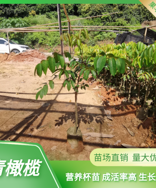 黑乌青太平洋甜工艺橄榄苗 1-3公分地径庭院行道种植