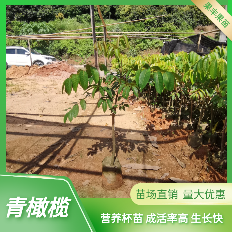 黑乌青太平洋甜工艺橄榄苗 1-3公分地径庭院行道种植