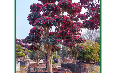 进口茶梅：别墅绿化造景首选，诚品苗圃大型日本造型茶梅