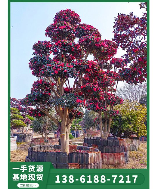 进口茶梅：别墅绿化造景首选，诚品苗圃大型日本造型茶梅