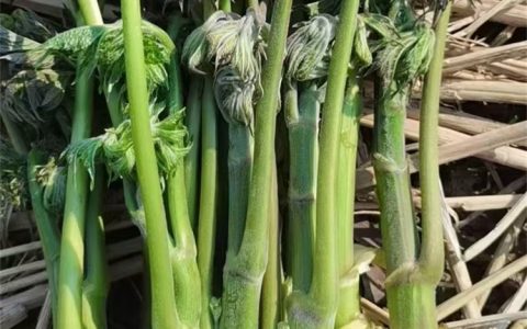 刺嫩芽苗：耐寒抗旱的庭荫树与防护树优选
