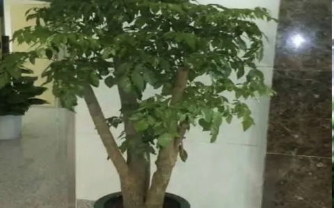 诚品苗圃绿植租赁服务：盆景租摆与办公室绿化解决方案
