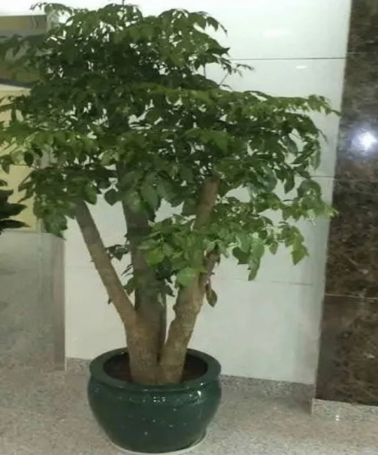诚品苗圃绿植租赁服务：盆景租摆与办公室绿化解决方案