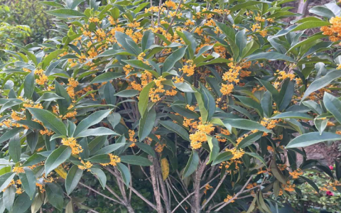 中小型桩径盆景绿植出租，诚品苗圃专业租摆服务