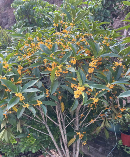 中小型桩径盆景绿植出租，诚品苗圃专业租摆服务