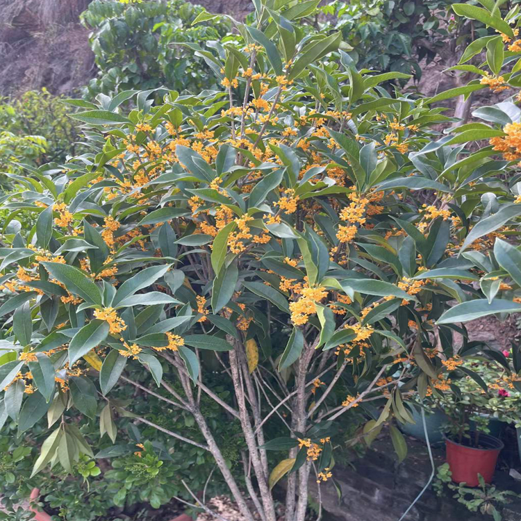 中小型桩径盆景绿植出租，诚品苗圃专业租摆服务