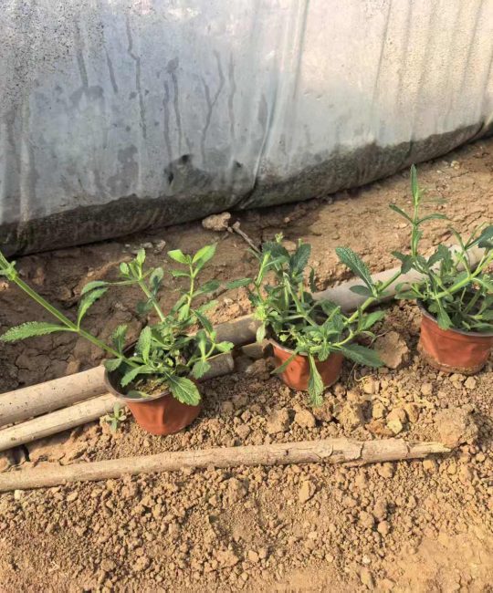柳叶马鞭草 10cm地径 耐寒花坛地被植物 诚品苗圃