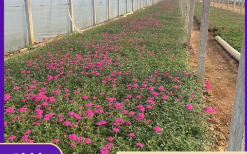 细叶美女樱 多年生草本 黄色系 花期10月 园林绿化首选