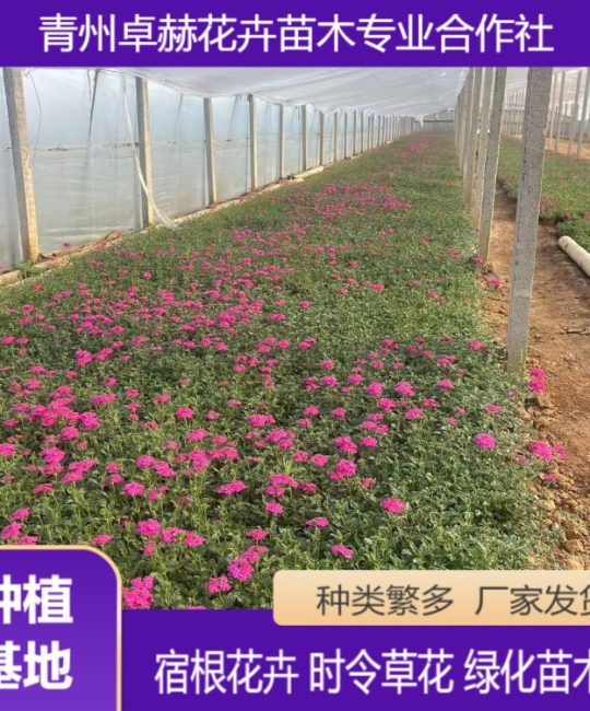 细叶美女樱 多年生草本 黄色系 花期10月 园林绿化首选