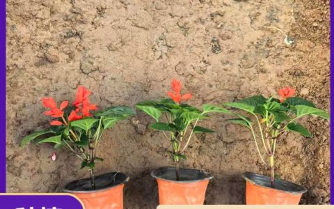 诚品苗圃一串红：粉色系花期长耐修剪，花坛地被首选