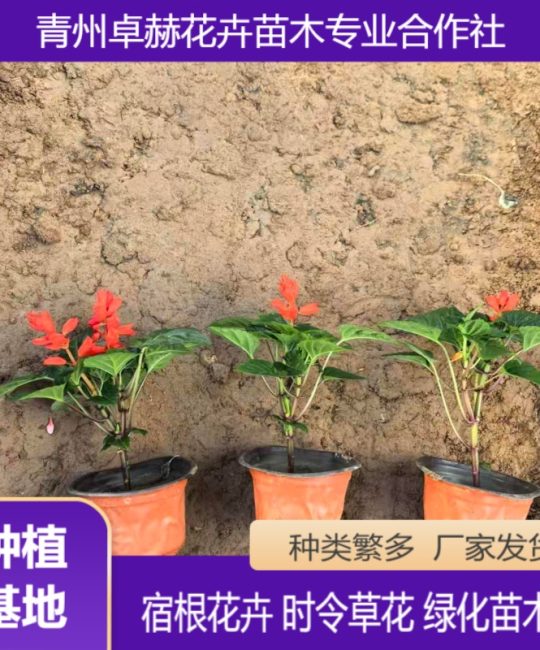 诚品苗圃一串红：粉色系花期长耐修剪，花坛地被首选