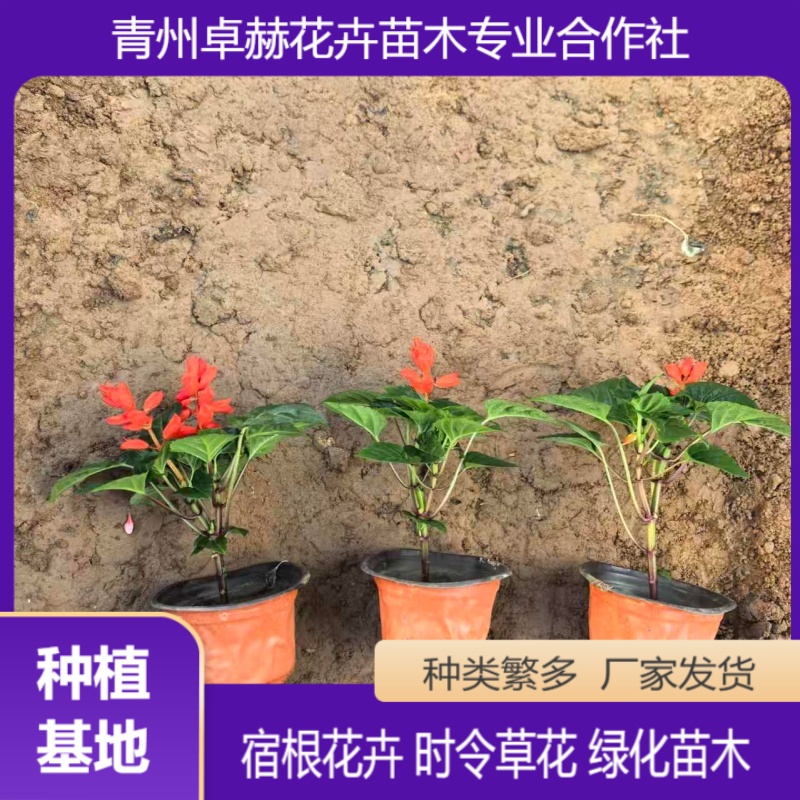诚品苗圃一串红：粉色系花期长耐修剪，花坛地被首选
