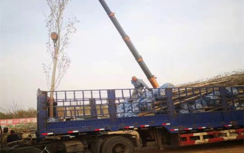 诚品苗圃窄冠无絮毛白杨12公分 12米高 6年树龄 行道树/防护林优选