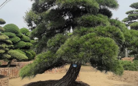 原生进口造型黑松 1.8m株高迎客式庭院松树常绿景观树